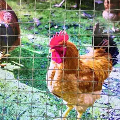 Fence a griglia biassiale di design cinese per pollo a terra