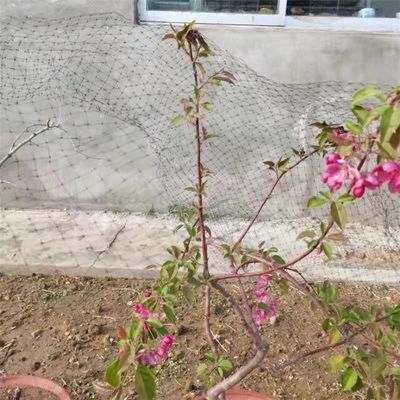 PP/HDPE 13gm Reti antiuccelli per la protezione delle colture e degli alberi da frutto