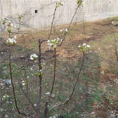 Griglia anti-uccelli per polli in giardino frutteto vigneto BOP PP plastica 2cm Griglia