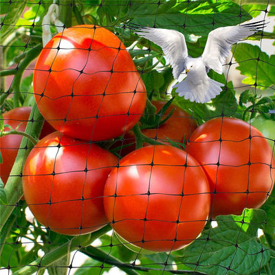 Proteggete il vostro giardino con reti di plastica da taglio Agricoltura Rete anti uccelli UV 25g/m2