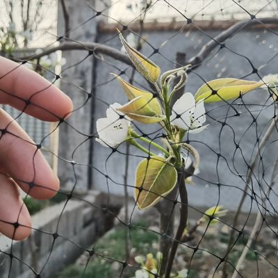 Proteggete i vostri frutti da giardino con reti antiuccelli di plastica riutilizzabili e certificato CE ISO