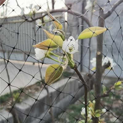 Anti-uccelli 40 mesh PP Agricoltura Insect Net per la protezione delle frutta e verdura in serra