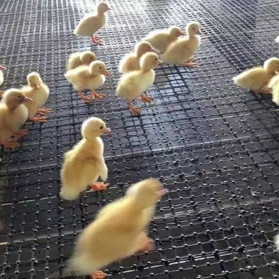 40-40kn PP Biassiale Geogrid di plastica per la costruzione stradale e il rinforzo delle fondamenta
